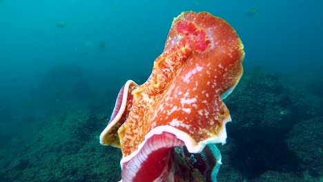 A-flamboyant-Nudibranch-sea-creature-Spanish-Dancer-swimming-vigorously-in-the-ocean-filmed-at-60fps