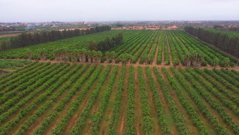 Sumérgete-En-El-Encantador-Mundo-De-La-Vida-Campesina-A-Través-De-Impresionantes-Imágenes-De-Drones-De-Viajes,-Que-Capturan-La-Belleza-Rústica-De-Los-Paisajes-Rurales,-La-Inmersión-Cultural-Tradicional