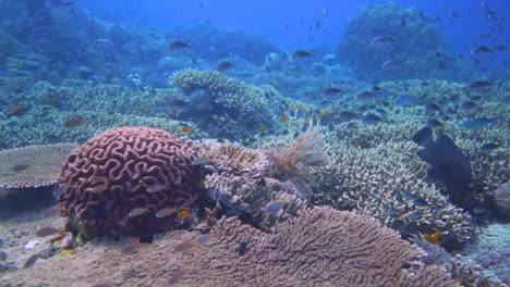 fast glide over a coral reef in raja ampat with lots of big table corals