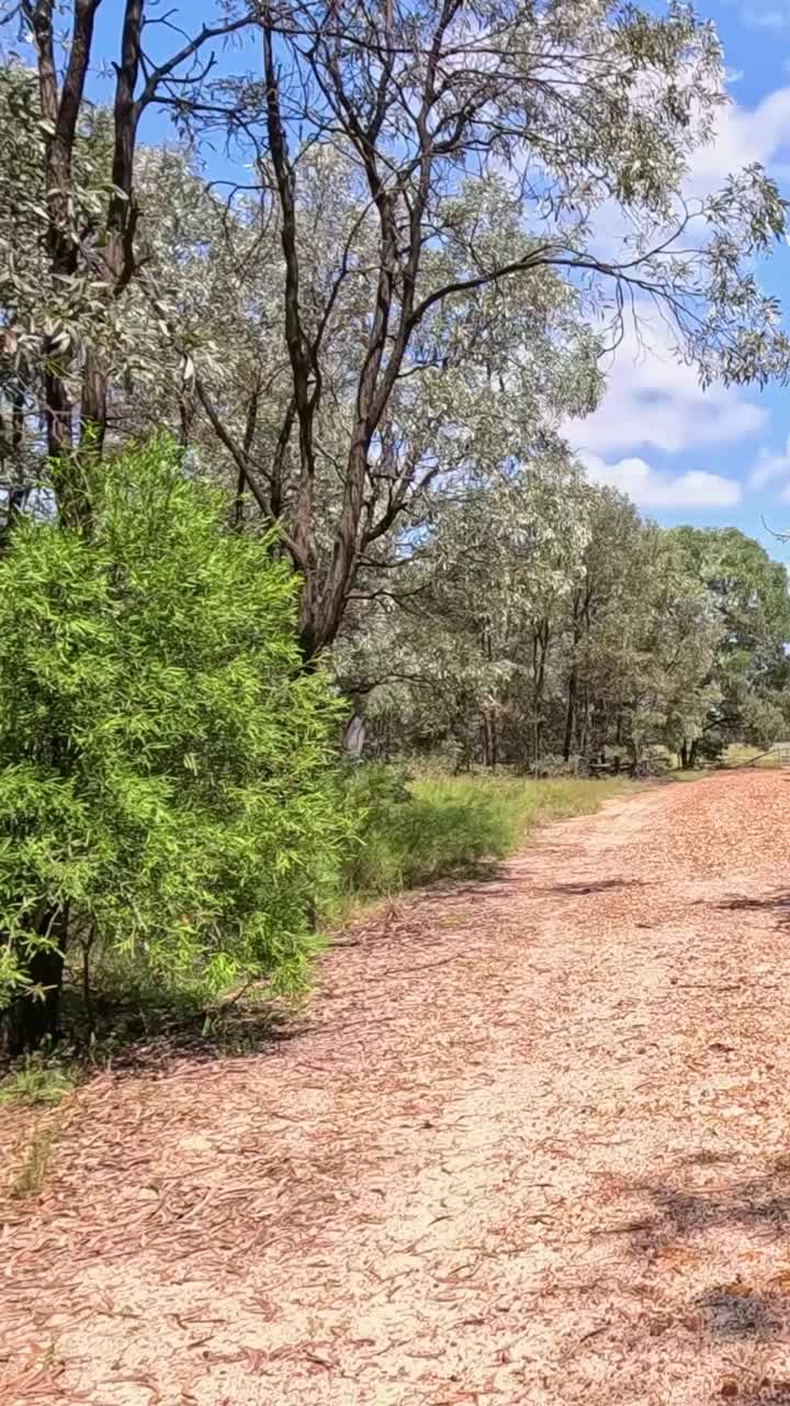 오스트레일리아 에 있는 유칼립투스 숲 을 가로질러 경치 좋은 산책