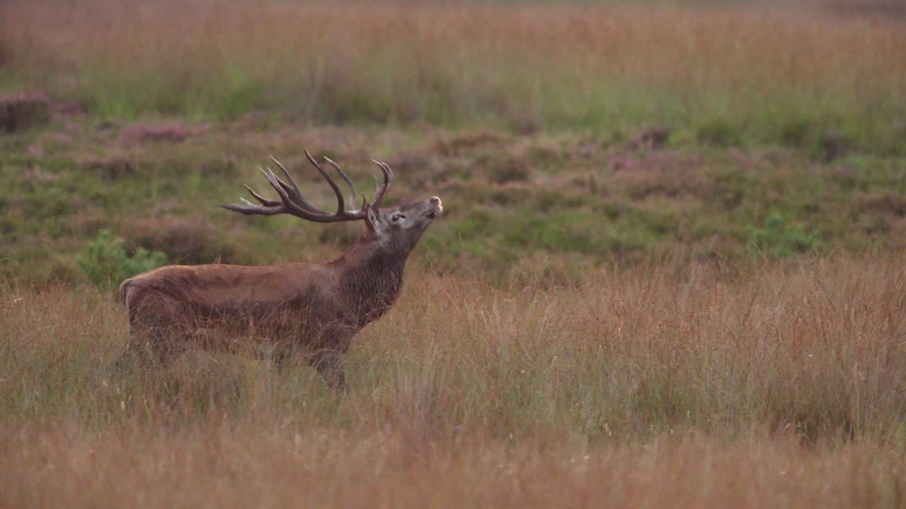 una foto de cerca de un magnífico gran ciervo rojo con un enorme rack de cuernos caminando a través de un campo de hierba marrón con la nariz hacia arriba oliendo el aire, cámara lenta