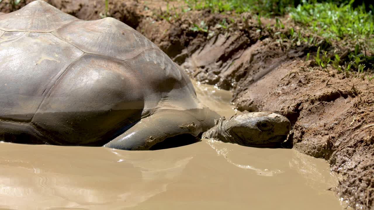A giant tortoise sits stationary in a brown mud puddle under bright natural sunlight