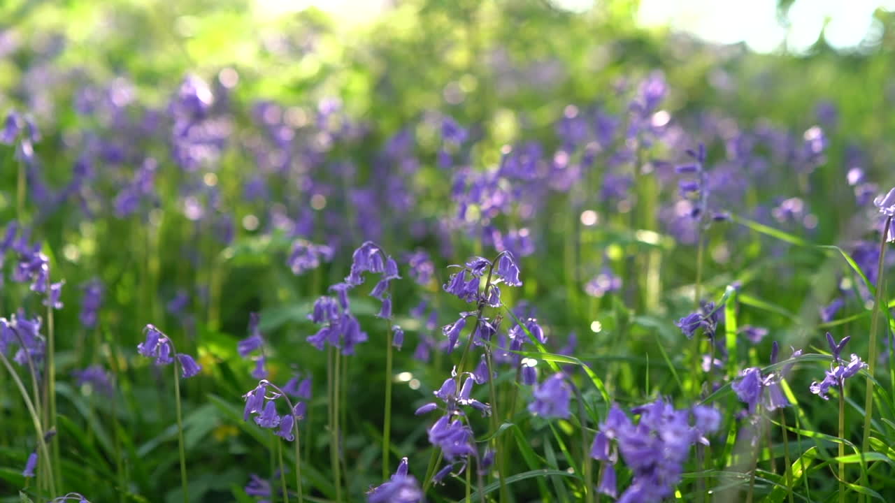 A slow motion shot of bluebells in spring with soft dreamy lighting at golden hour