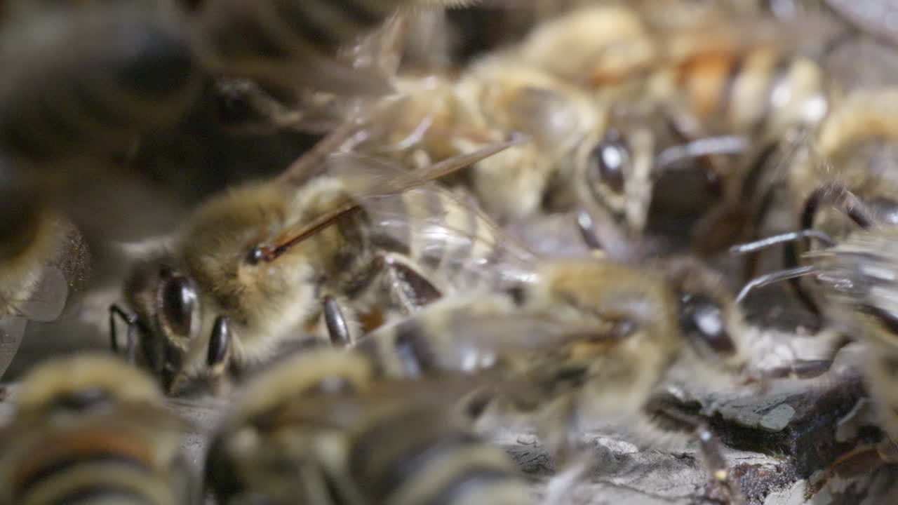 медоносные пчелы очищают и проверяют вход в улей