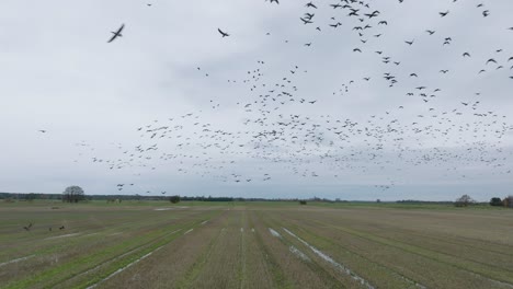 vista aérea de un gran rebaño de gansos de frijol tomando en el aire, campo agrícola, día nublado, migración de pájaros, amplio dron disparo en cámara lenta moviéndose hacia adelante bajo