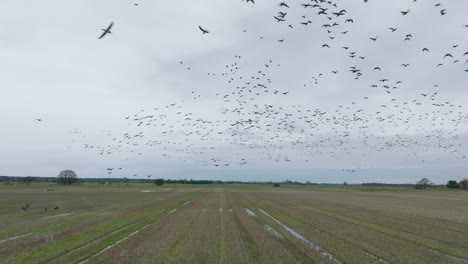 aerial establishing view of a large flock of bean goose taking up in the air, agricultural field, overcast day, bird migration, wide drone slow motion shot moving forward low