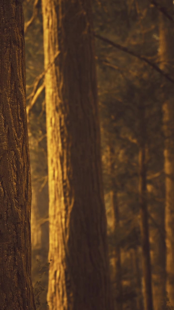 Sunlight filters through tall trees in a forest during evening hours