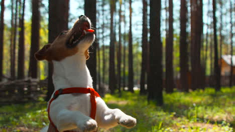 un feliz jack russell terrier jugando en el bosque.