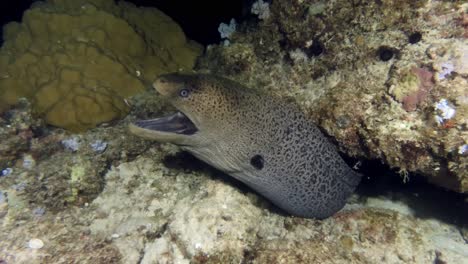 closeup of giant moray in coral reef. underwater mauritius