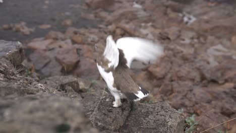 Schneehuhnvogel-In-Den-Bergen