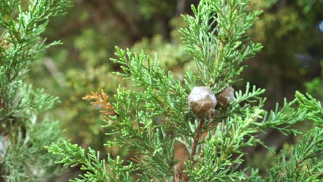 semillas de cono de ciprés en una rama verde en el jardín