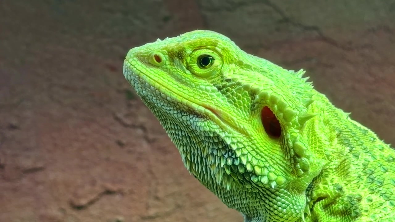 Vista ravvicinata in ritratto di una lucertola drago barbuto centrale, nota anche come drago barbuto dell'entroterra o con il nome scientifico Pogona vitticeps, con la tipica pelle verde e l'occhio aperto