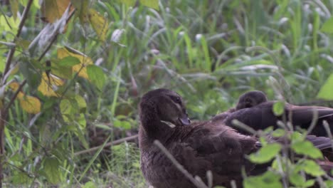 Pomeranian-Duck-Standing-And-Preening-Feathers-in-greenland-bushes