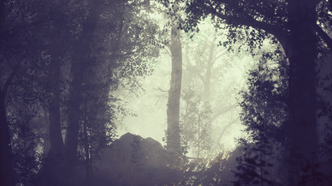 Misty forest landscape during early morning light with fog enveloping trees