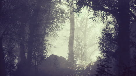 misty forest landscape during early morning light with fog enveloping trees