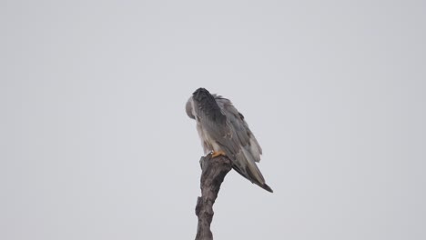 black-winged kite bird, elanus caeruleus, grooms feathers and flies away