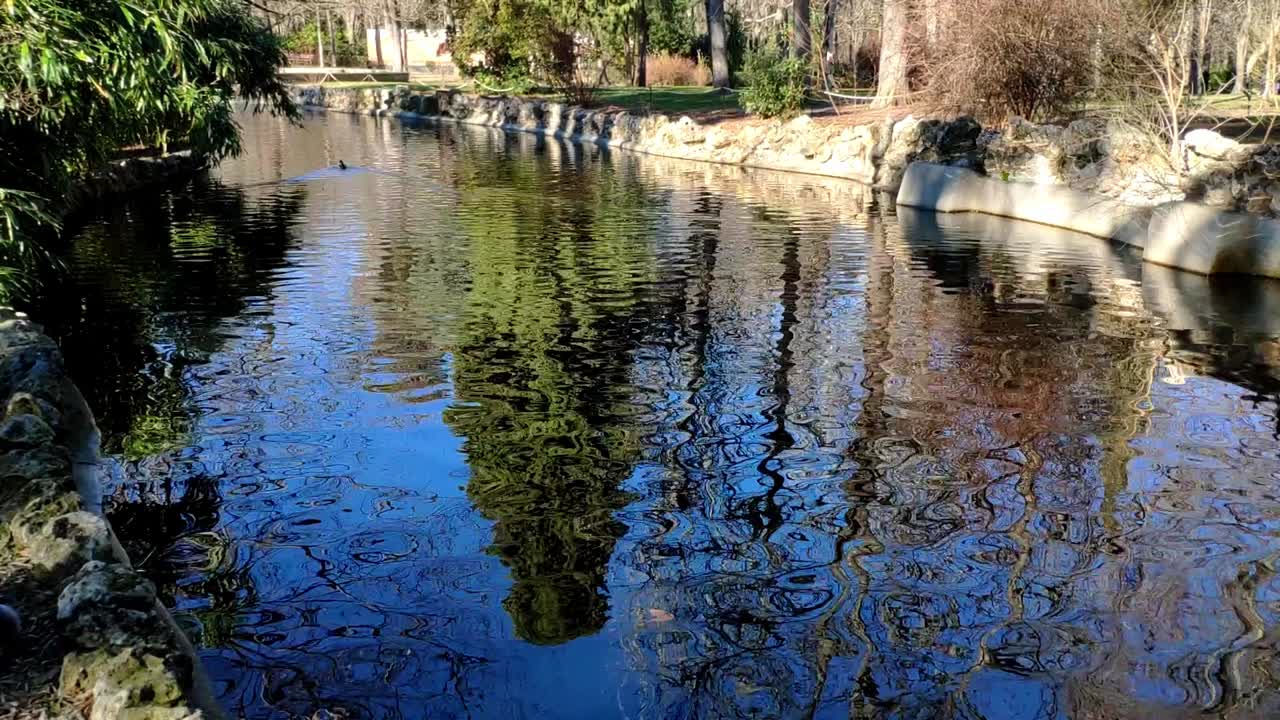 solo pato nadando en la distancia un río como estanque en el parque del retiro, madrid