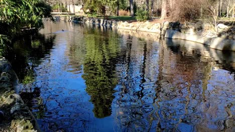 Single-duck-swimming-on-the-distance-a-river-like-pond-in-the-Retiro-park,-Madrid