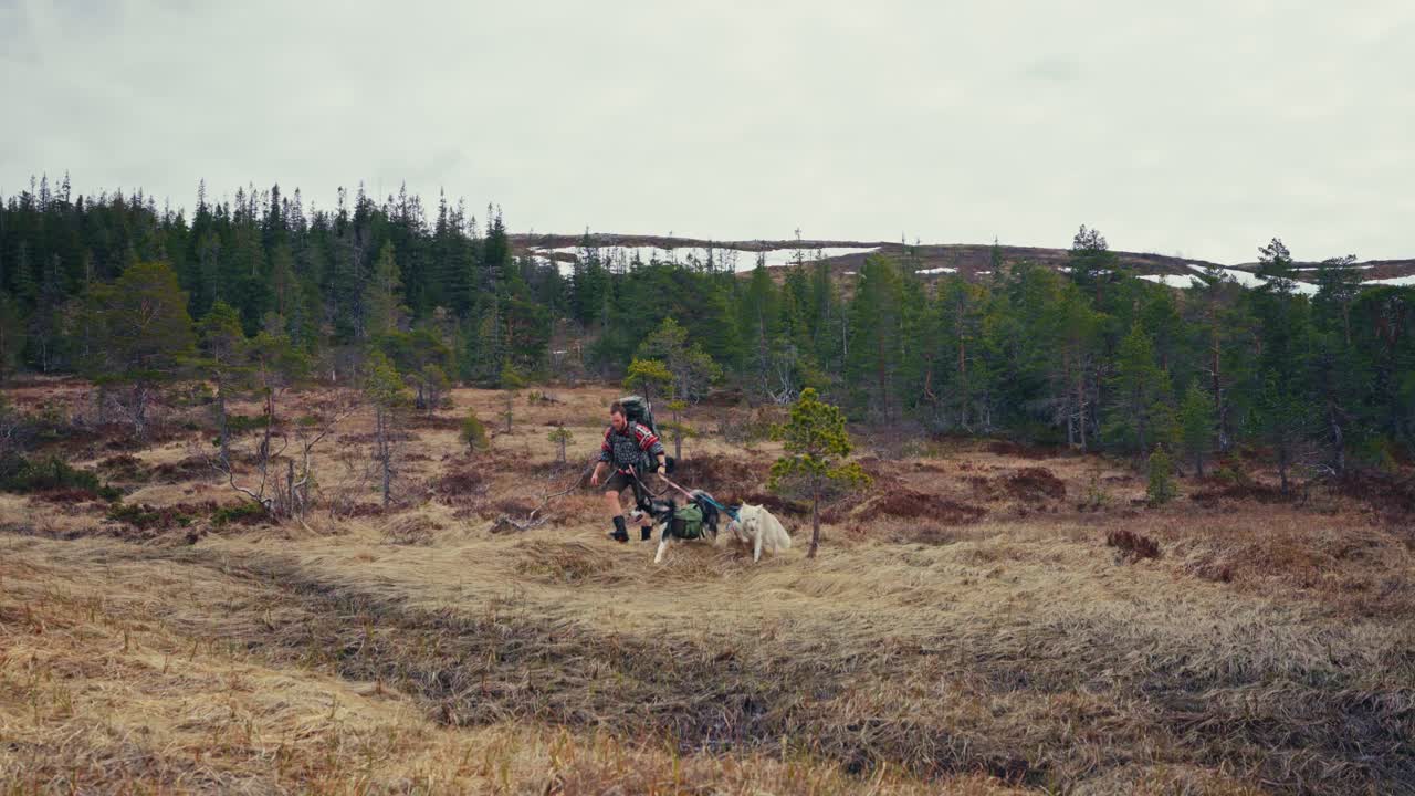 Man Walking With His Pet Dogs In Åfjord, Norway - Wide Shot