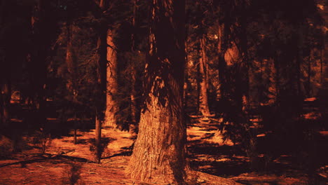 a serene forest scene with sunlight filtering through the tall pine trees