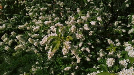 Schersmin-Philadelphus-Oder-Grüner-Turmbaum-Im-Frühling