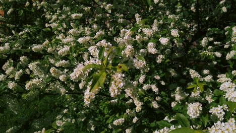 Schersmin Philadelphus or Green Spire tree during spring
