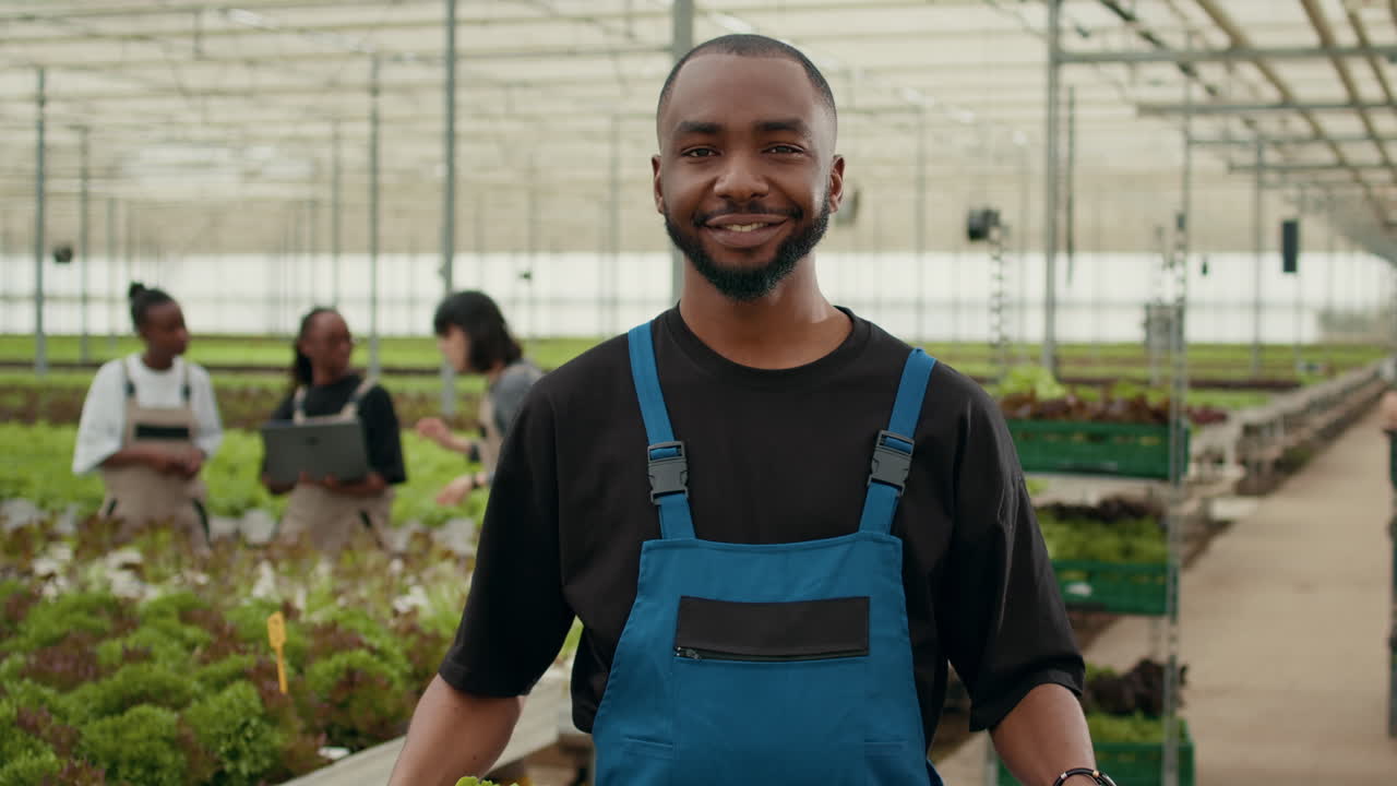 Farmers Harvesting Lettuce in a Greenhouse