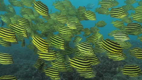 swimming through a school of black and yellow striped fish as they glide over a rocky ocean floor.