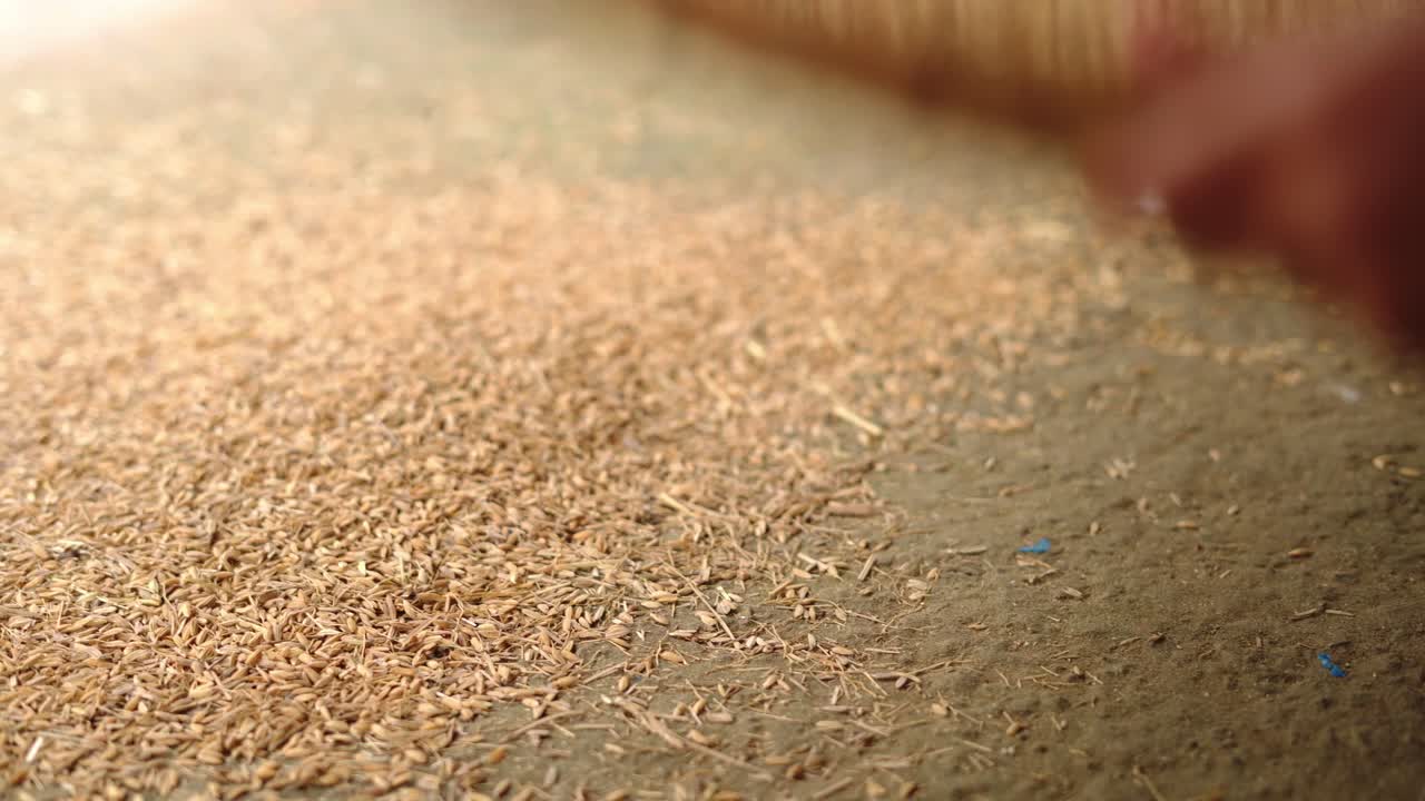 아시아 노동자가 원시 유기농 자연 생물학적  ⁇ 은  ⁇ 을 정리합니다.