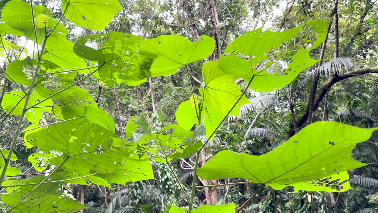 Follaje tropical de hoja ancha a contraluz se mece suavemente bajo la luz brillante del día en una exuberante selva micronesia