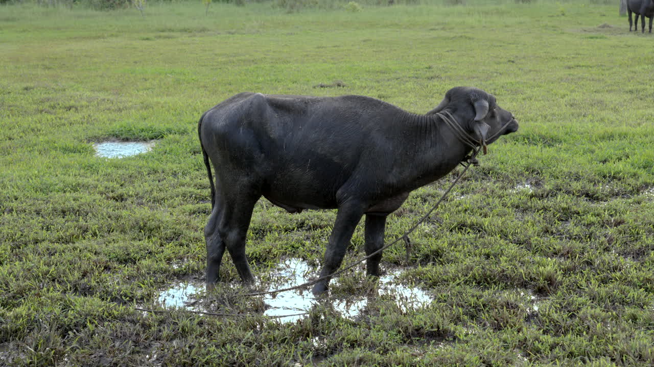 인도 버팔로 가  ⁇  들판 과 잔디 가 있는 습지 에서 먹이 를 먹고 있다