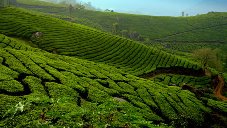 beautiful panoramic view of misty tea plantation in morning