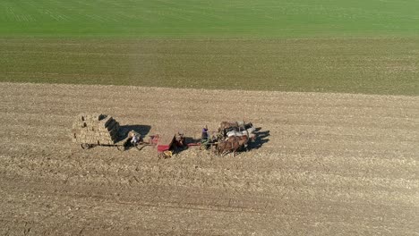 vista aérea de un agricultor amish y su esposa cosechando tallos de maíz y achicando en plazas con equipo tirado por caballos en un soleado día de otoño