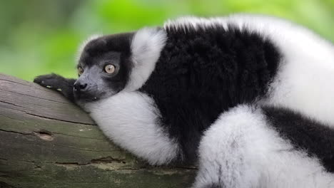 lémur rufo blanco y negro descansando en una rama de árbol en singapur - toma de primer plano