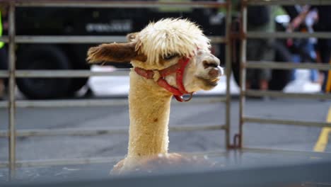 Lama-at-petting-zoo