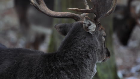 Close-up-portrait-of-a-Roe-deer-in-chilly-Czech-forest,-showcasing-its-natural-beauty