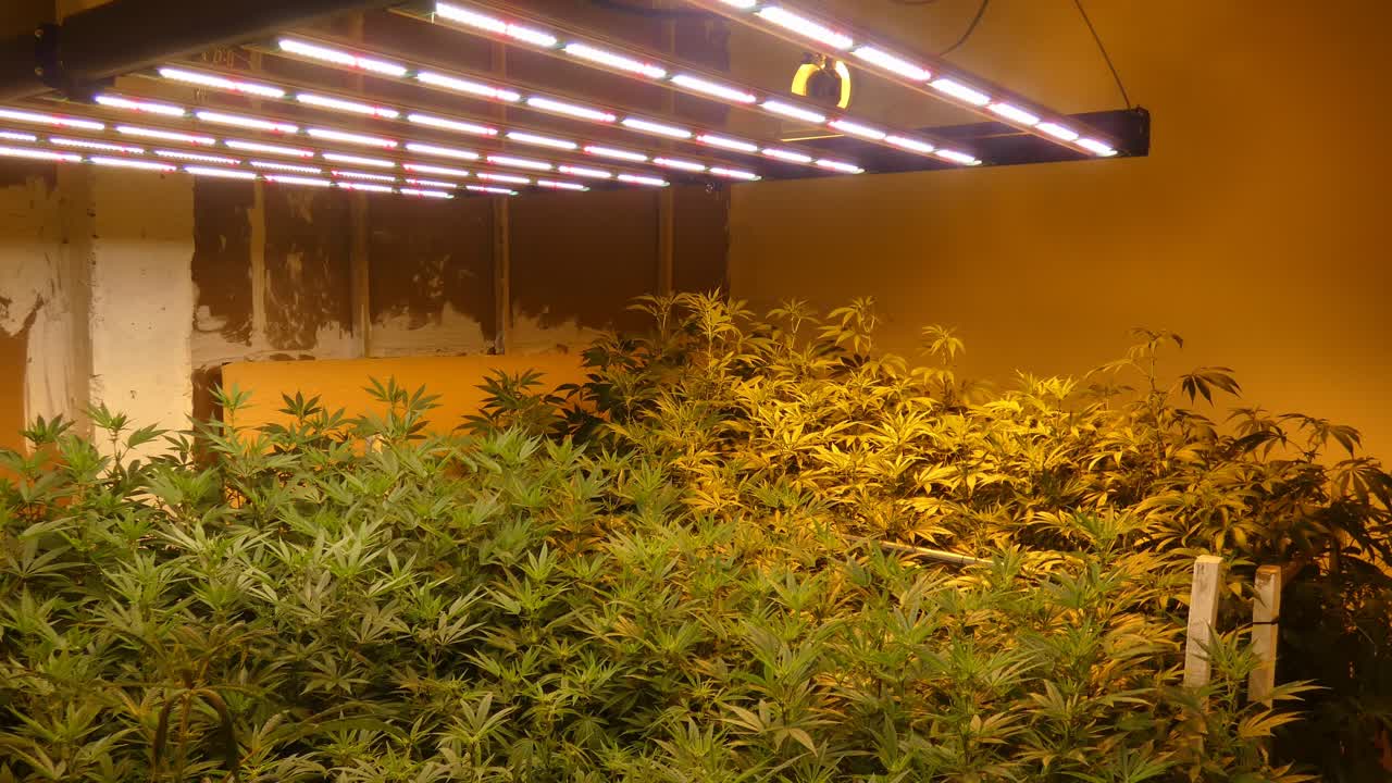 una habitación llena de muchas plantas medicinales de cannabis bajo luces led brillantes, en las primeras etapas de la etapa de floración
