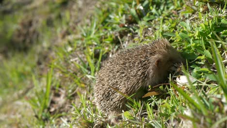 cute hedgehog sleeping on a grass hill in sun