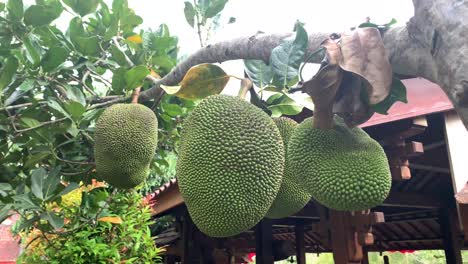 Big-jackfruit-hanging-on-its-tree