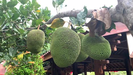 big jackfruit hanging on its tree