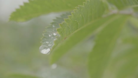 dew drops on a leaf