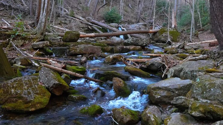 Forest creek flowing through rocky valley with fallen logs. Wide view of mountain stream with mossy stones and dry woods at Mount Tammany USA