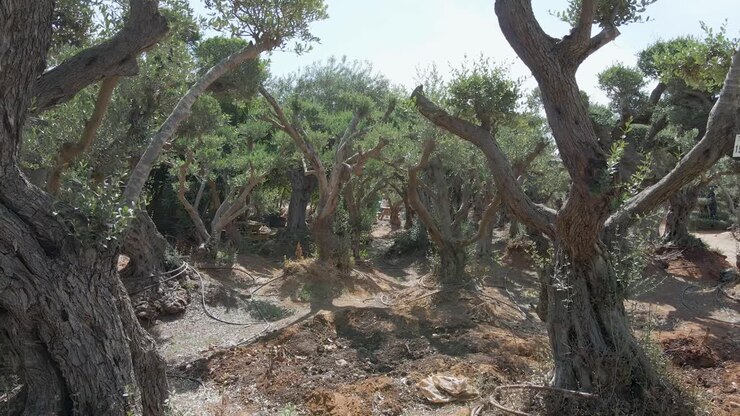 Ulivi negli insediamenti del Distretto Meridionale, Sdot Negev, Israele.