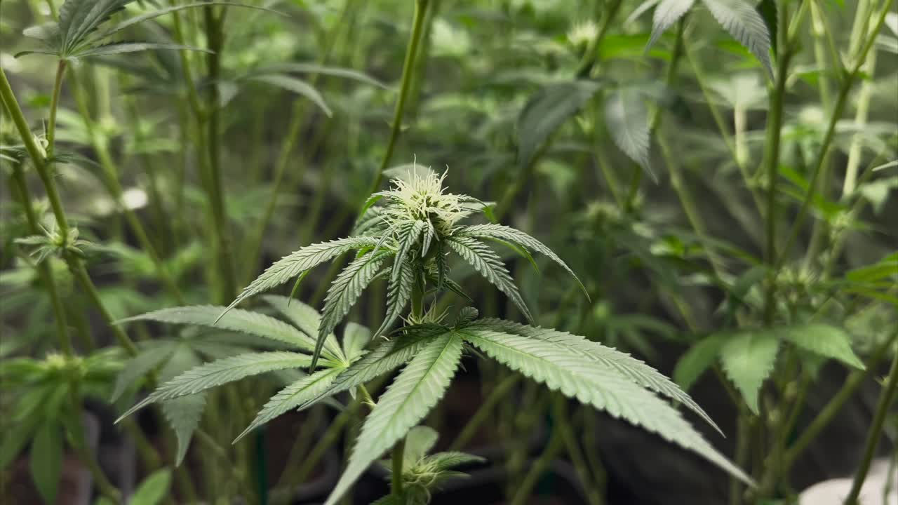 planta de marihuana joven en carpa bajo condiciones de viento ligero