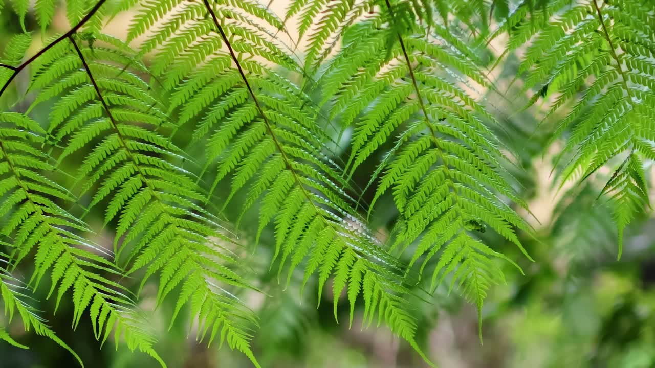 Primo piano di foglie di felce in una foresta lussureggiante