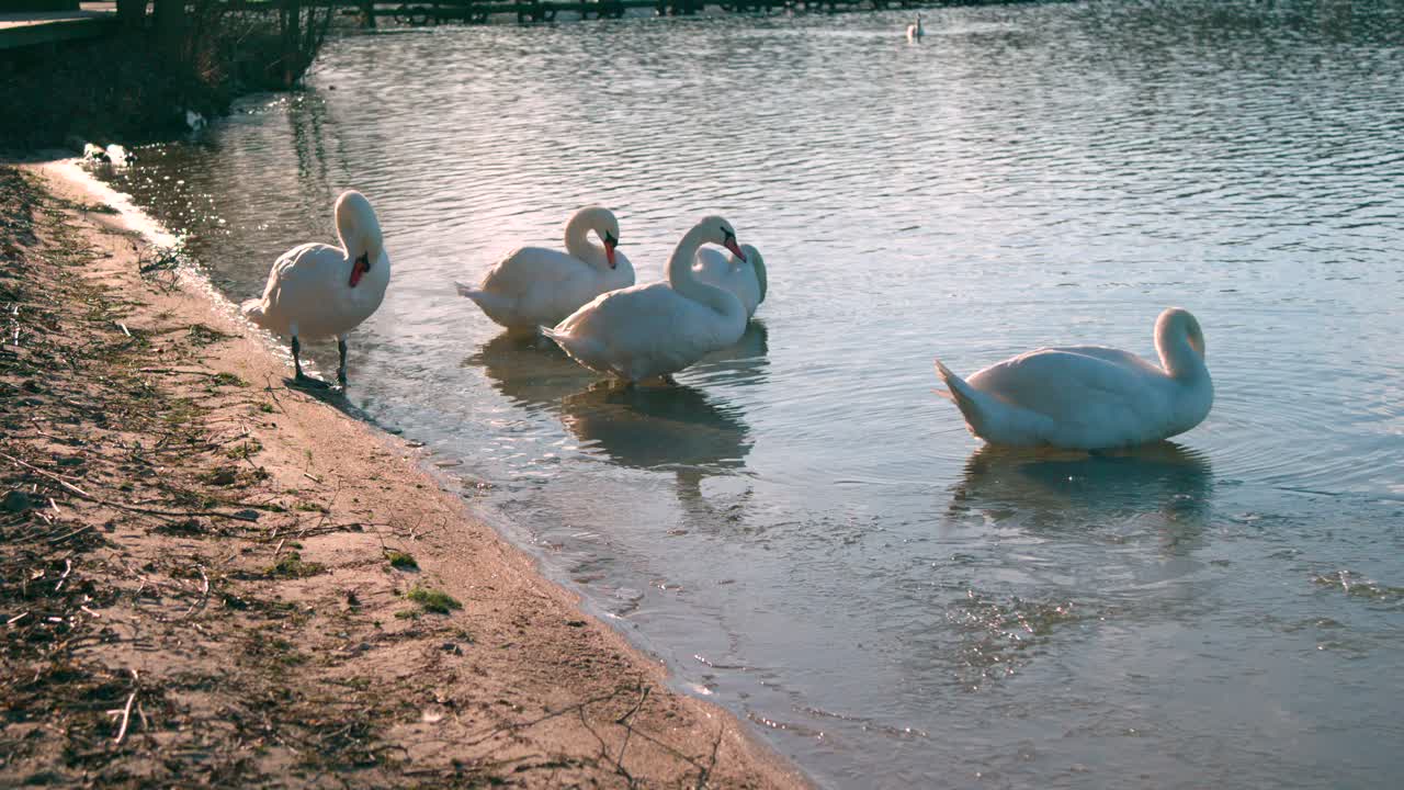 cisnes mudos acicalándose mientras descansan en la orilla del lago - plano medio