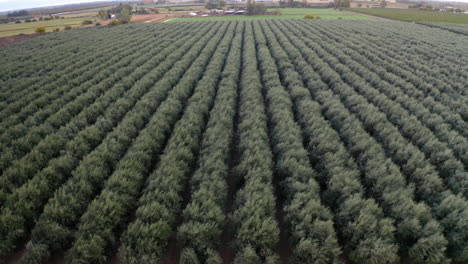 aerial view of a large orchard with rows of trees