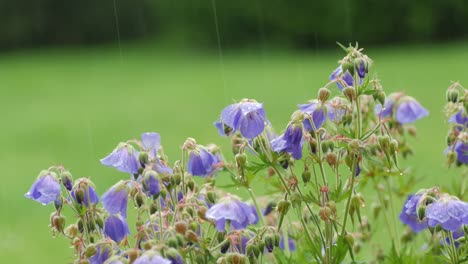 purple flowers with raindrops in a garden