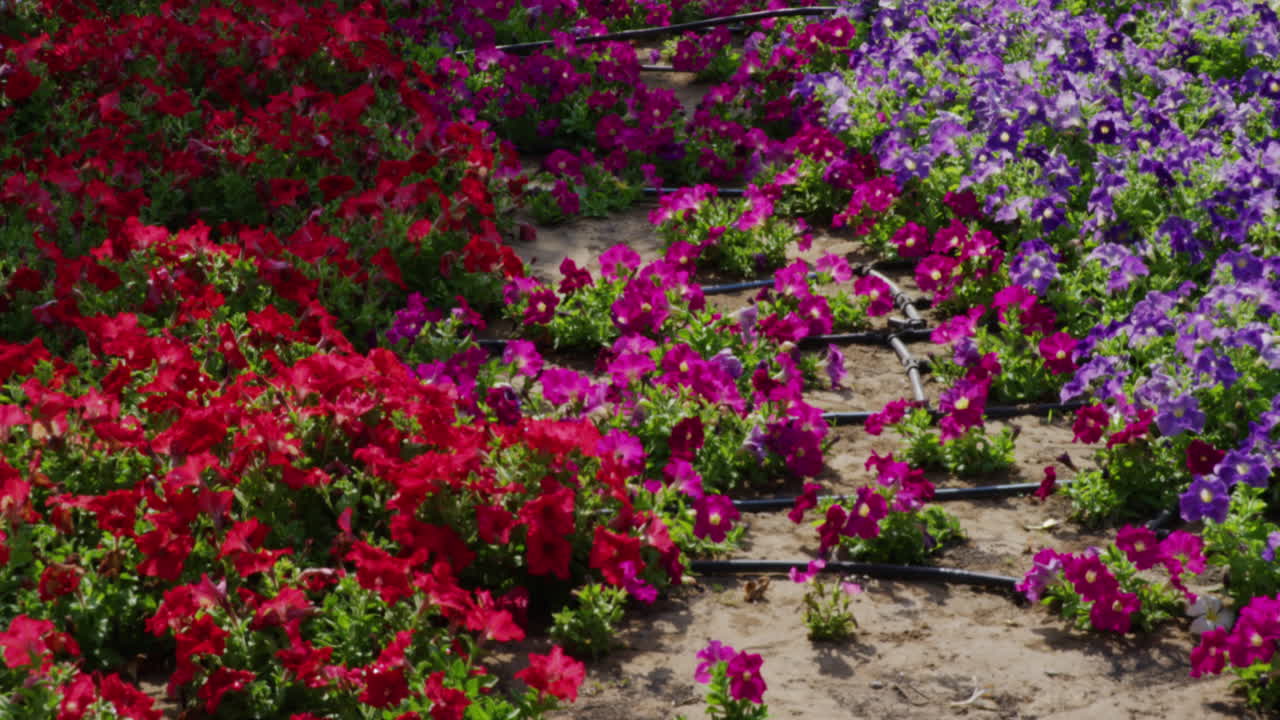 A tree, its branches, and a flowerbed, medium shot tilt down