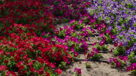 a tree, its branches, and a flowerbed, medium shot tilt down